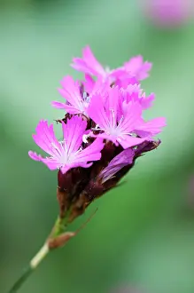 Dianthus: Carthusian pink, Dianthus carthusianorum, close up of flower