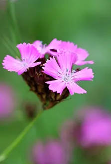 Dianthus: Carthusian pink, Dianthus carthusianorum, close up of flower