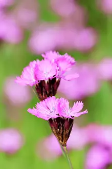 Ordinary: Carthusian pink, Dianthus carthusianorum, close up of flower