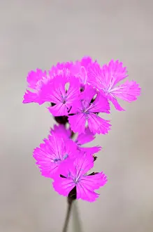 Dianthus: Carthusian pink, Dianthus carthusianorum close up of flowers