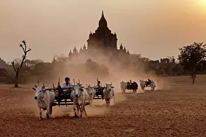Burma: Carts pulled on a dusty field, Bagan, Myanmar