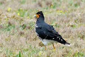 Carunculatus: Carunculated Caracara