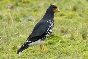 Carunculatus: Carunculated Caracara