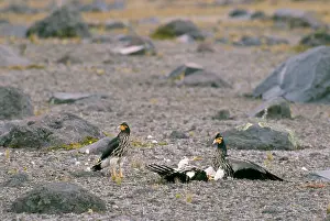 Carunculatus: Carunculated Caracara - inhabits high cardillera