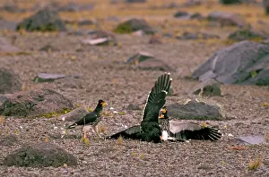 Carunculatus: Carunculated Caracara - inhabits high cordillera