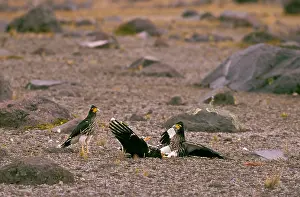 Carunculatus: Carunculated caracara - inhabits high cordillera