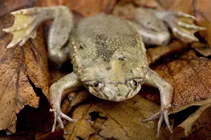 Camouflages: Carvalho's Surinam toad (Pipa carvalhoi) on dead leaves