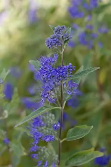 Clustered: Caryopteris
