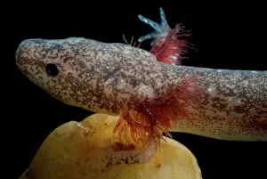 Troglobitic: Cascades Caverns Salamander