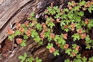 Currant: Cascades Currant