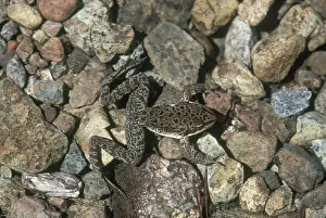 Inspiration: Cascades Frog