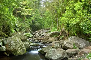 Subtropical: Cascades in rainforest - creek cascades over boulders