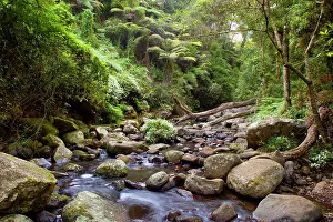 Subtropical: Cascades in rainforest - creek cascades over boulders