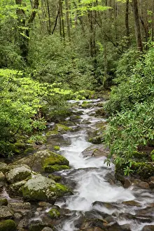 Adam: Cascading mountain stream, Great Smoky Mountains
