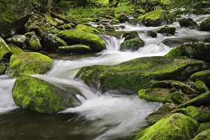 Adam: Cascading mountain stream, Great Smoky Mountains