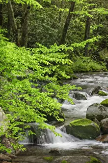 Adam: Cascading mountain stream, Great Smoky Mountains