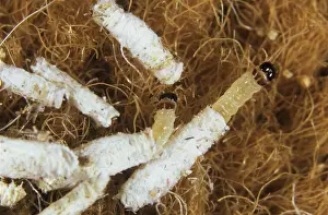 Case: Case-bearing clothes moth larvae