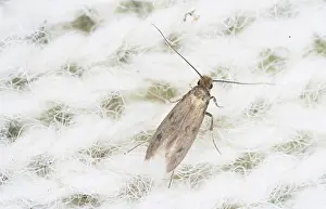 Case: Casemaking Clothes Moth (Tinea pellionella)