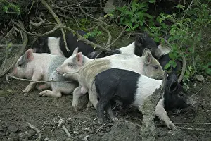 Raised: Casentino grey piglets - Tuscany