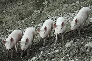 Raising: Casentino grey pigs - Tuscany