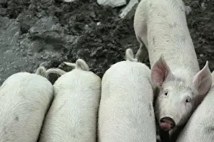 Raised: Casentino grey pigs - Tuscany