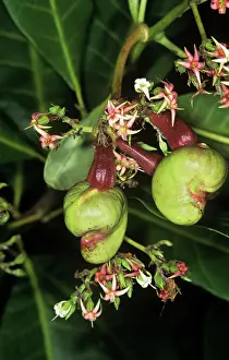 Kernel: Cashewnut