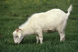 Ruminating: Cashmere goat grazing Shetland islands
