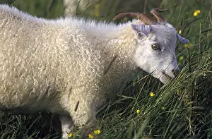 Ruminating: Cashmere goat grazing Shetland islands