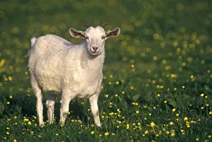 Wools: Cashmere goat in a meadow Shetland islands