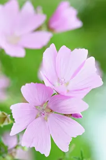 Kashmir: Cashmir mallow