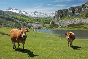 Calcareous: Casinas Cows - on high cattle pastures