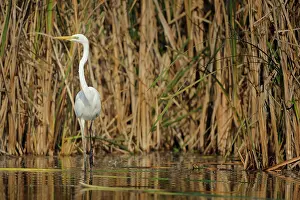 Albus: Casmerodius albus Egretta alba Ardea alba Egret