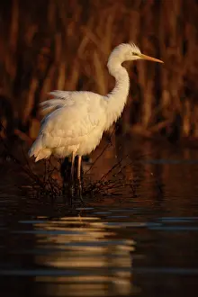 Albus: Casmerodius albus Egretta alba Ardea alba Egret