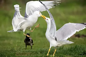 Laridae: Caspian Gull (Larus cachinnans) fghting on ground