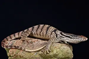 Pakistan: Caspian monitor (Varanus griseus caspius), Iran