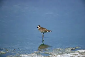 Plovers: Caspian Plover