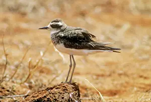 Asiaticus: CASPIAN PLOVER - JUVENILE