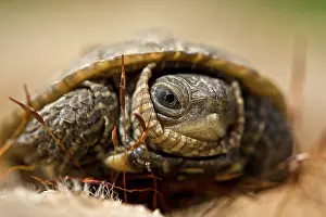 Kriti: Caspian Pond Turtle