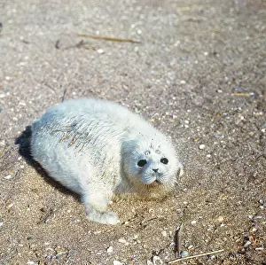 Pusa: Caspian Seal - 2 - 3 days old