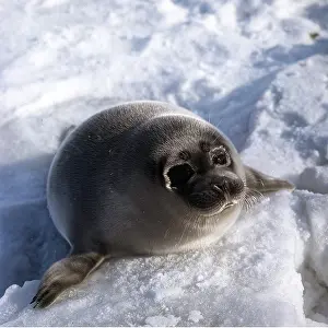 Caspian: CASPIAN SEAL - on ice