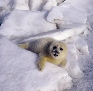 Pusa: Caspian Seal - pup - fur changing from yellow to white