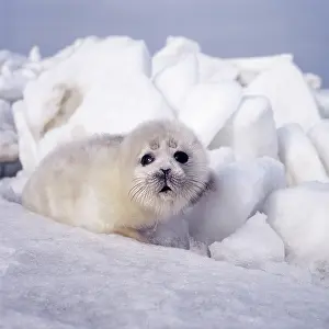 Caspian: CASPIAN SEAL - pup on ice