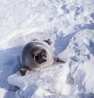 Caspian: CASPIAN SEAL - pup on ice