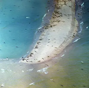 Pusa: Caspian Seals - colony on beach of Caspian Sea