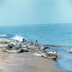 Seals: Caspian Seals - group on beach