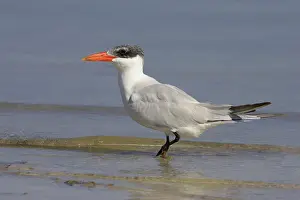 Caspia: Caspian Tern
