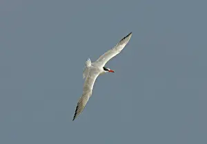 Caspia: Caspian Tern