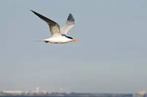 Sternidae: Caspian Tern