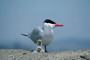 Caspia: Caspian Tern - with chicks
