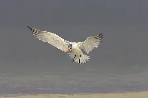 Caspia: Caspian Tern coming in to land